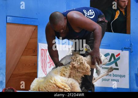 Shearer vertritt Südafrika bei den World Shearing Championships, Frankreich 2019 Stockfoto