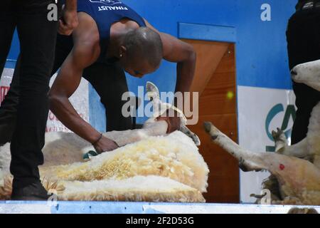 Shearer vertritt Südafrika bei den World Shearing Championships, Frankreich 2019 Stockfoto