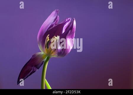 Violette Tulpe mit einem verwelkten Blütenblatt und Blick auf das Staubgefäß vor einem violetten Hintergrund, conep for become and Pass away, copy space, selected Focus, n Stockfoto