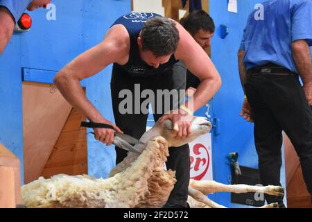 Teilnahme an der Schafscheren-Weltmeisterschaft, frankreich 2019 Stockfoto