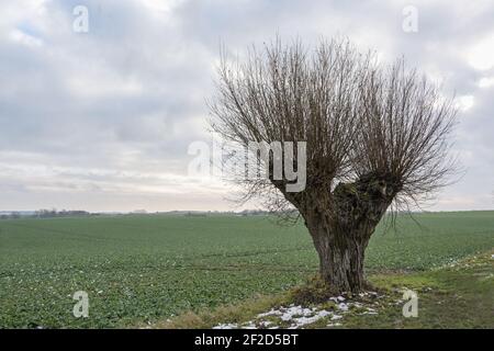 Einsam getrimmter, bestäubter Weidenbaum mit rauer Rinde und langen Sprossen am Rande des Feldes unter einem wolkigen Himmel bei kaltem nassem Wetter, Copy Space, Sel Stockfoto