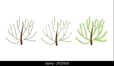 Bush in drei Phasen der Blüte mit Knospen und jungen Blättern auf Ästen in einfachen flachen Stil, Vektor-Illustration für Welcome Frühjahr Konzept, Grußkarten, Banner, Einladungen Stock Vektor
