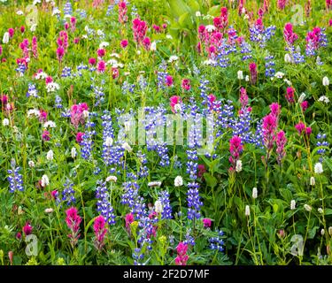Wildblumenwiese im Mount Rainier National Park mit Lupine und Pinsel Blumen Stockfoto