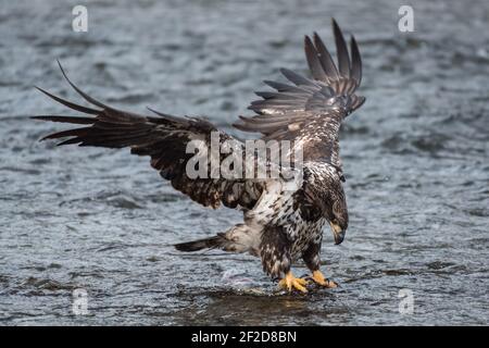 Unreifer Weißkopfseeadler, der auf Chum-Lachs mit ausgebreiteten Flügeln landet Und zeigt gesprenkelte Markierungen im Winter entlang des Nooksack River Im pazifischen Nordwesten Stockfoto