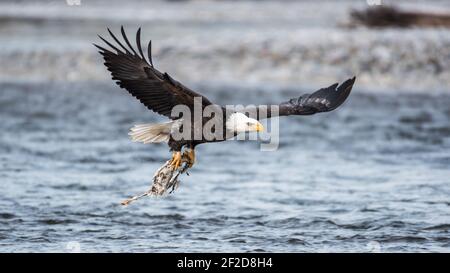 Weißkopfseeadler, der mit Lachsteilen über dem Nooksack River fliegt Im Westen von Washington Stockfoto