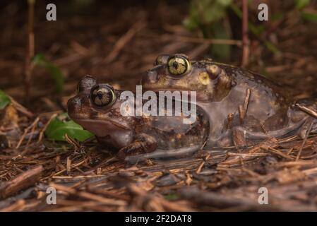 Ein Zuchtpaar östlicher Spadtfußkröten (Scaphiopus holbrookii) in Amplexus nach heftigem Regen in North Carolina. Stockfoto