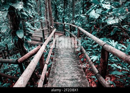 Passage im Dschungel kitdewater grün Laub Stockfoto