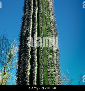 Stachelige Speer Kaktus in der Wste Landschaft im Frhjahr am Saguraro  National Park East, Saguaro National Park, Arizona, USA Stockfotografie -  Alamy