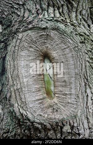Alte Baumchirurgie Ast beschneiden Wundnarbe, wo die Rinde geheilt hat, aber mit dem Kernholz sichtbar. Stockfoto