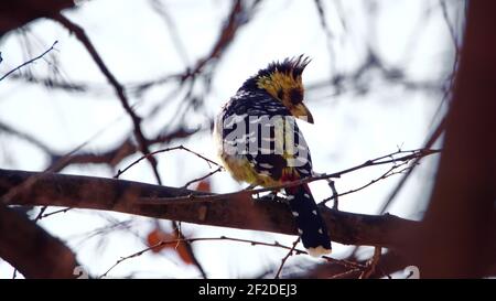 Haubenbarbet (Trachyphonus vaillantii) in einem Baum in einem Hinterhof in Pretoria, Südafrika Stockfoto