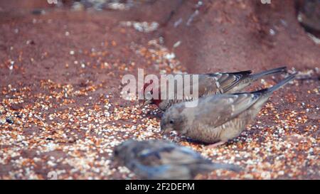 Schwarm Rotkopffinken (Amadina erythrocephala) auf dem Boden in einem Hinterhof in Pretoria, Südafrika Stockfoto