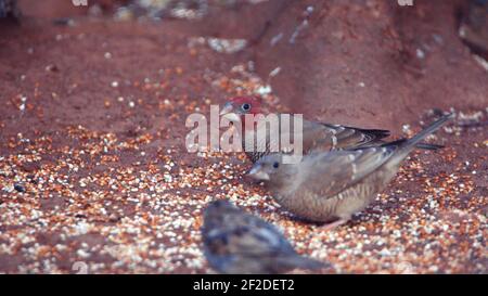 Schwarm Rotkopffinken (Amadina erythrocephala) auf dem Boden in einem Hinterhof in Pretoria, Südafrika Stockfoto