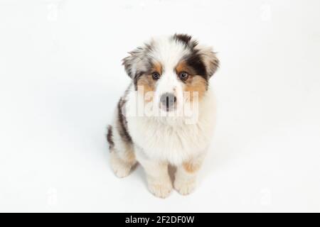 12 Wochen alter Blue Merle Australian Shepherd Welpe auf weiß Hintergrund Stockfoto