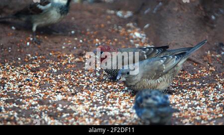 Schwarm Rotkopffinken (Amadina erythrocephala) auf dem Boden in einem Hinterhof in Pretoria, Südafrika Stockfoto