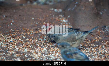 Schwarm Rotkopffinken (Amadina erythrocephala) auf dem Boden in einem Hinterhof in Pretoria, Südafrika Stockfoto