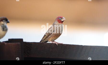 Rotkopffink (Amadina erythrocephala) auf einem Zaun in einem Hinterhof in Pretoria, Südafrika Stockfoto