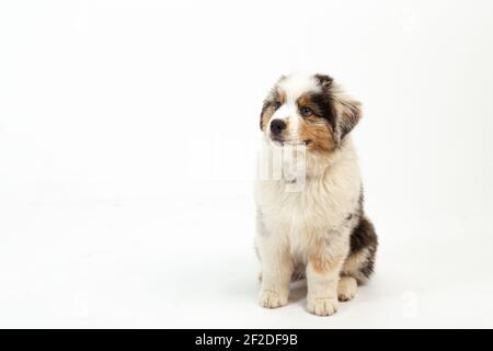 12 Wochen alter Blue Merle Australian Shepherd Welpe auf weiß Hintergrund Stockfoto