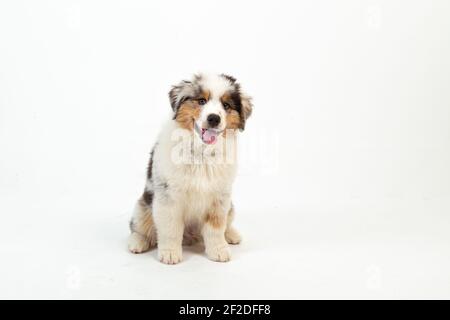 12 Wochen alter Blue Merle Australian Shepherd Welpe auf weiß Hintergrund Stockfoto