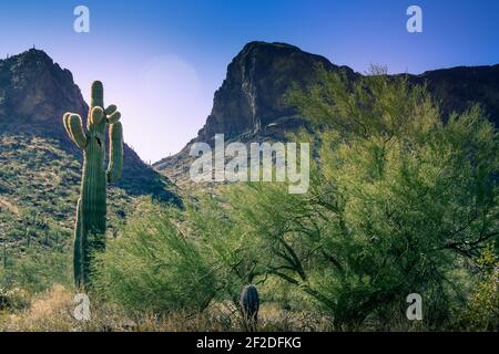 Sonneneruptionen über den von saguaro bedeckten Gipfeln zeigen den 6-armigen saguaro Kaktus mit Palo Verde Bäumen im Picacho Peak State Park, AZ, Stockfoto