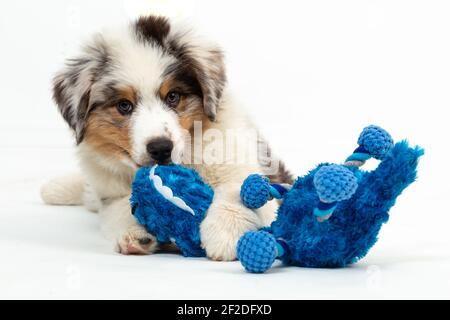 12 Wochen alter Blue Merle Australian Shepherd Welpe auf weiß Hintergrund Stockfoto