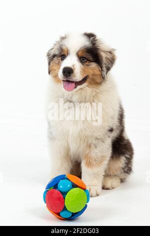 12 Wochen alter Blue Merle Australian Shepherd Welpe auf weiß Hintergrund Stockfoto