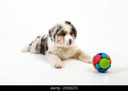 12 Wochen alter Blue Merle Australian Shepherd Welpe auf weiß Hintergrund Stockfoto