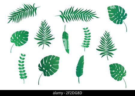 Sammlungen von Palmen und tropischen Pflanzen Blätter isoliert auf weißem Hintergrund für Design. Flache Vektorgrafik Stock Vektor