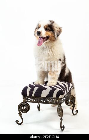 12 Wochen alter Blue Merle Australian Shepherd Welpe auf weiß Hintergrund Stockfoto