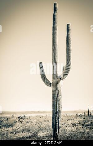 Die Saguaro Kaktus (Carnegiea gigantea) ist der grte Kaktus in den  Vereinigten Staaten gefunden und kann wachsen, so gro wie 40 bis 60 Fu  (12 bis 18 m). Es dauert ca. 35