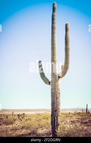 serax vase kaktus Serax Urban Jungle Cactus Vase M - Green main image 0