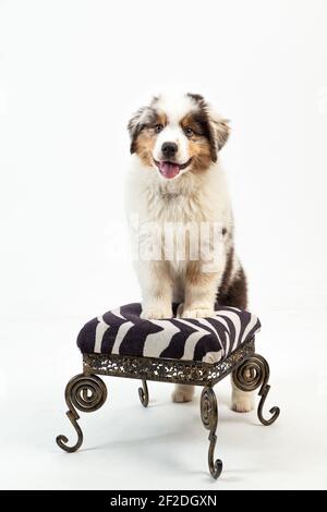 12 Wochen alter Blue Merle Australian Shepherd Welpe auf weiß Hintergrund Stockfoto