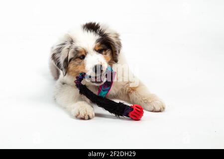 12 Wochen alter Blue Merle Australian Shepherd Welpe auf weiß Hintergrund Stockfoto