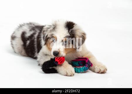 12 Wochen alter Blue Merle Australian Shepherd Welpe auf weiß Hintergrund Stockfoto