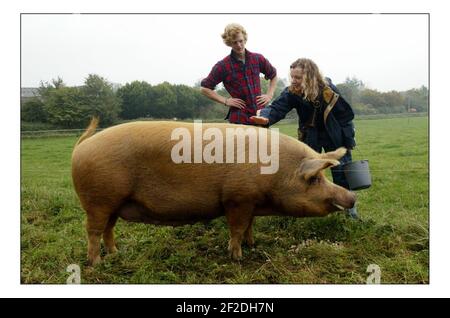 Deborah Ross verbringt den Tag damit, auf der Farm des Prinzen von Wales zu arbeiten: Duchy Home Farm, Broadfield Farm, Tetbury.pic David Sandison 11/10/2005 Stockfoto