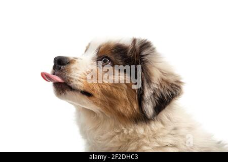 12 Wochen alter Blue Merle Australian Shepherd Welpe auf weiß Hintergrund Stockfoto