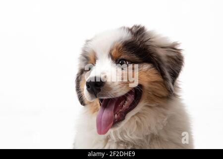 12 Wochen alter Blue Merle Australian Shepherd Welpe auf weiß Hintergrund Stockfoto