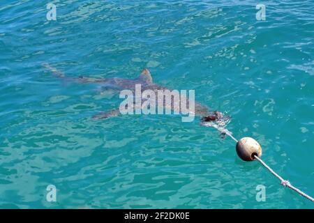 Kupferhai, der Köder von einem Käfigtauchboot in Gansbaai, Südafrika, nimmt Stockfoto