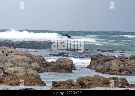 Kolonie der Kapkormorane (Phalacrocorax capensis) auf einer felsigen Insel auf dem Fell von Gansbaai, Südafrika Stockfoto