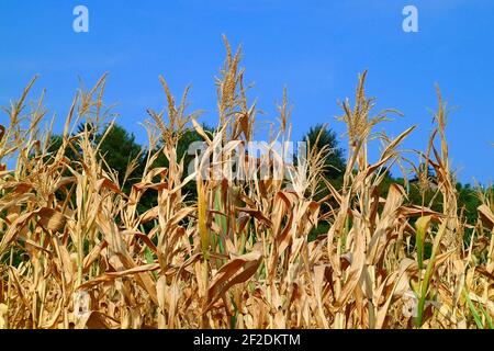 Maisfeld getrocknet aufgrund der Trockenheit. Stockfoto