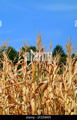 Maisfeld getrocknet aufgrund der Trockenheit. Stockfoto