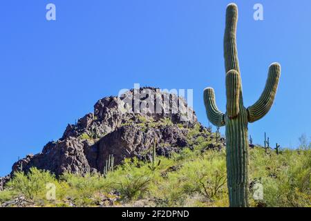 Ein saguaro Kaktus mit Multi-Arme nach oben in Richtung eines blauen angehoben Himmel am Picacho Peak State Park in der Sonoran Wüste Im Süden von Arizona Stockfoto