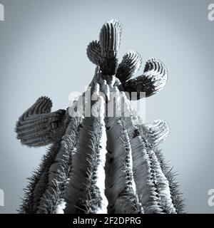 Eine Sicht nach oben auf die Rippen und Dornen eines saguaro Kaktusarme in den Himmel im Sonoran Wüste in Süd-Arizona im Selen-Ton Stockfoto