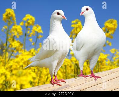 Schöne Ansicht von zwei weißen Tauben auf Barsch mit gelb blühenden Rapshintergrund und blauem Himmel, Kaisertaube, Ducula Stockfoto