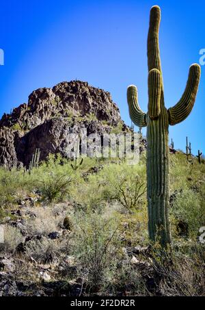 Ein saguaro-Kaktus mit mehreren Armen, der in Richtung eines blauen Himmels mit einem nahe gelegenen Gipfel in der Sonoran-Wüste im Süden von Arizona, USA, angehoben wird Stockfoto