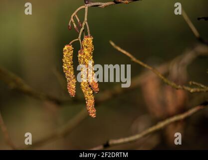 Natur Nahaufnahme Blüte Erle Baum Pollen im Frühjahr Stockfoto