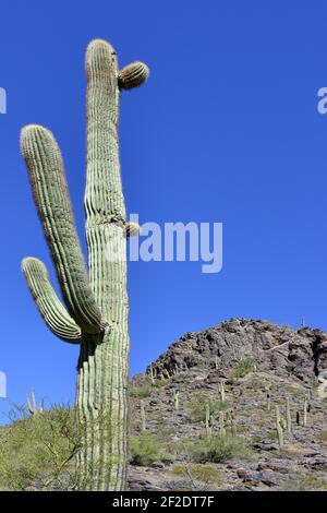 Ein mehrarmiger saguaro Kaktus, über 150 Jahre alt, gedeiht auf der Klippe eines felsigen Gipfels in der Sonoran Wüste in Picacho, AZ, USA Stockfoto