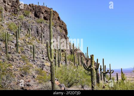 Eine felsige Klippe-Seite in Saguaro Kakteen mit einem entfernten bedeckt Blick auf einen Bergpass in der Sonoran Wüste Süd-Arizona Stockfoto