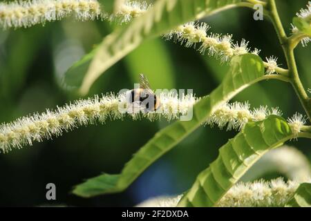 Honigbiene sammelt Pollen aus der Edelkastanienblüte in voller Höhe Blühen Sie an einem hellen sonnigen Tag Stockfoto