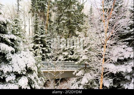 Eine kleine Wanderbrücke auf einem Pfad am Rande eines Mischwaldes an einem verschneiten Wintertag. Stockfoto