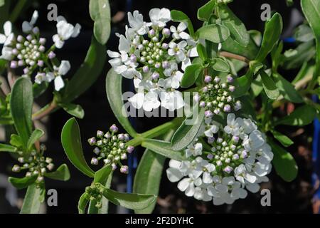 Hintergrund von zarten rosa Candytuft Blüten im Frühjahr Stockfoto